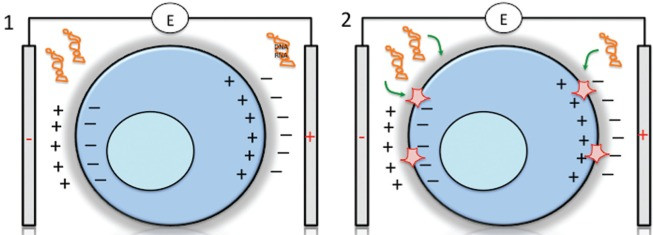 Electroporation Knows no Bounds fig 2.